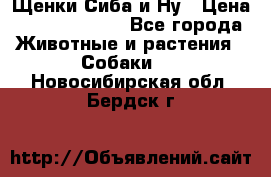 Щенки Сиба и Ну › Цена ­ 35000-85000 - Все города Животные и растения » Собаки   . Новосибирская обл.,Бердск г.